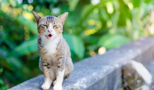 裹鹽迎得小貍奴,盡護山房萬卷書——論和貓咪有關的風雅之事